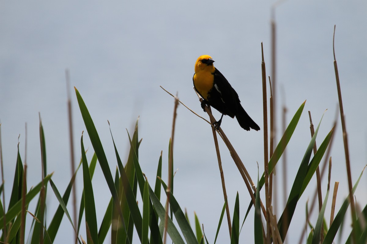 Yellow-headed Blackbird - ML165917391