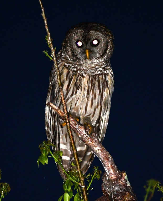 Barred Owl - ML165918251