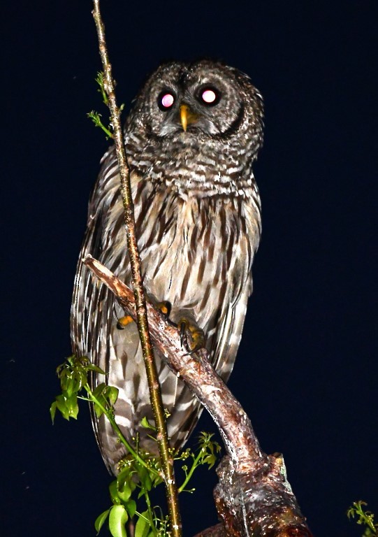Barred Owl - ML165918261