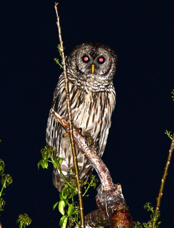 Barred Owl - ML165918271