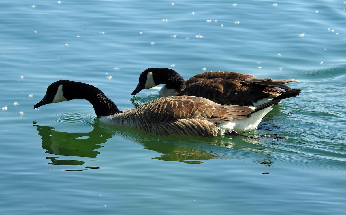 Canada Goose - Theresa Dobko (td birder)