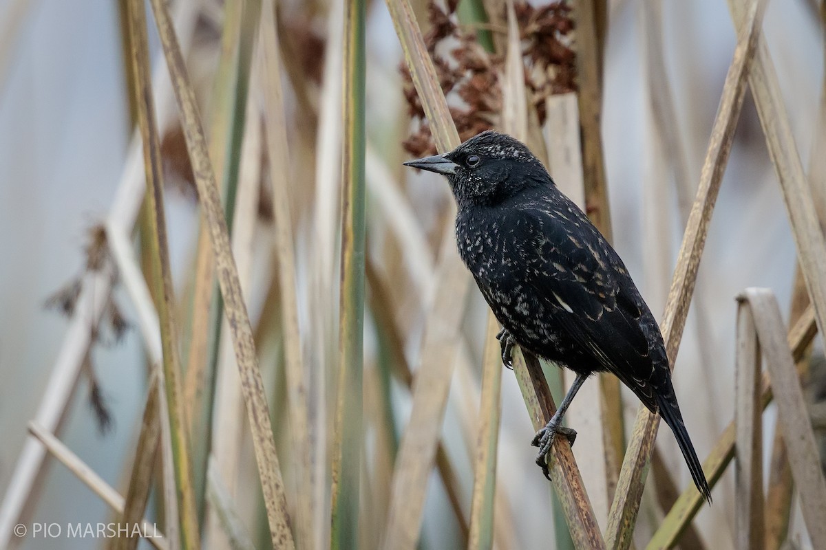 Yellow-winged Blackbird - Pio Marshall