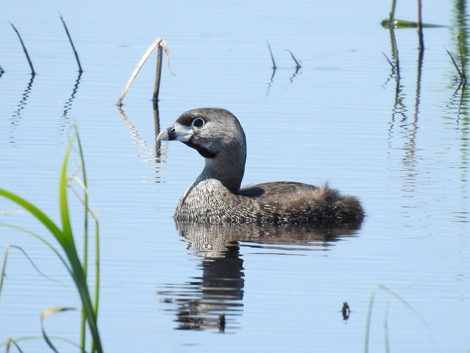 Pied-billed Grebe - Dan Mason