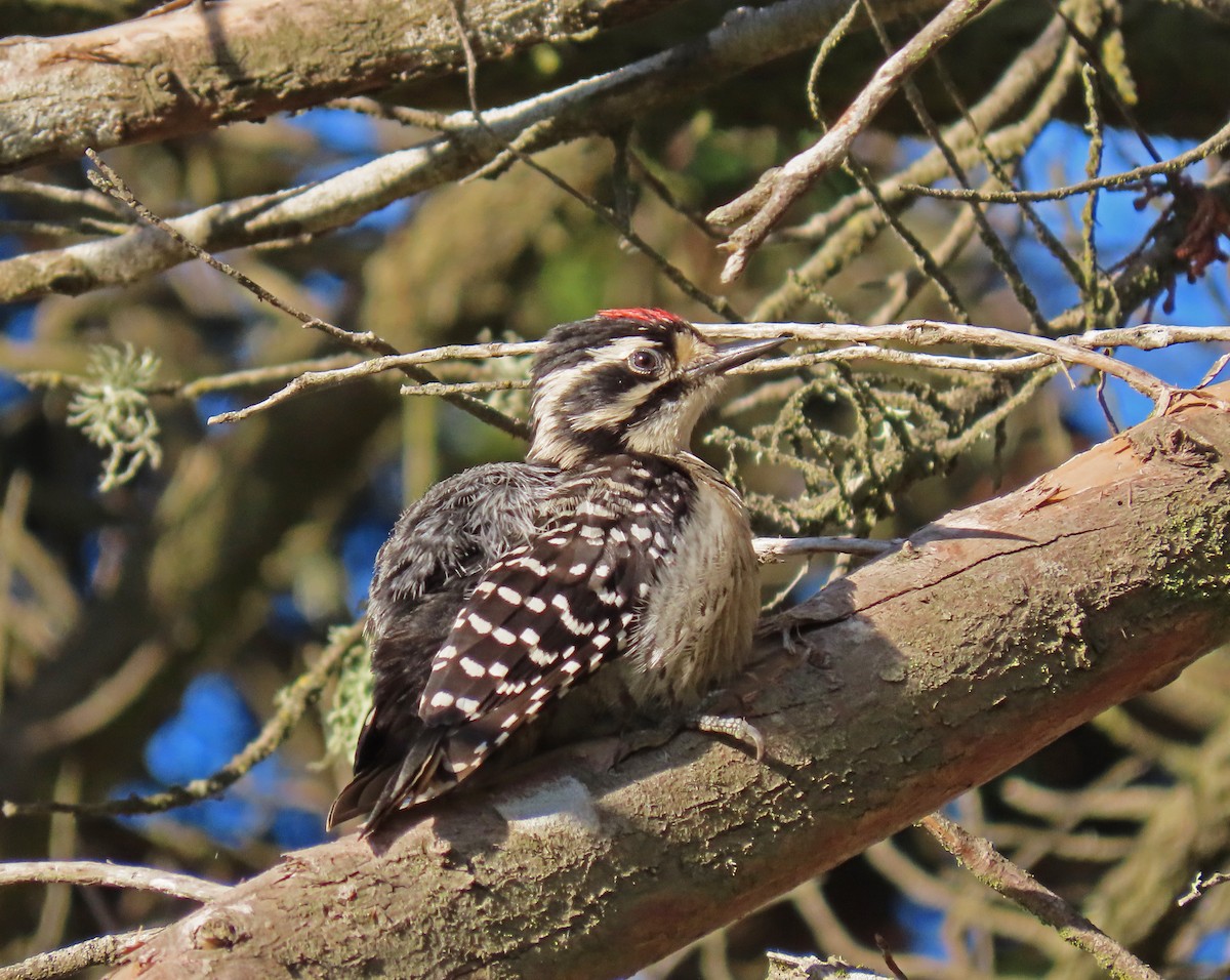 Nuttall's Woodpecker - ML165920711