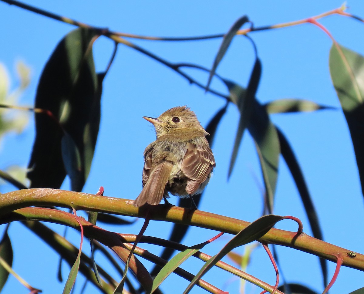 Western Flycatcher (Pacific-slope) - ML165920731