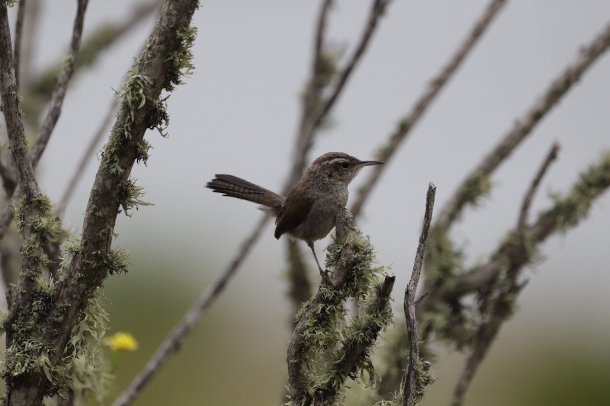 Bewick's Wren - ML165922551