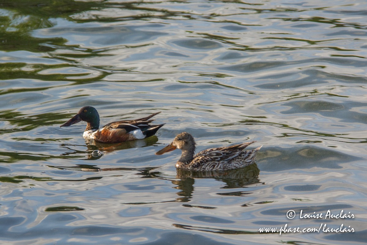 Northern Shoveler - ML165923701