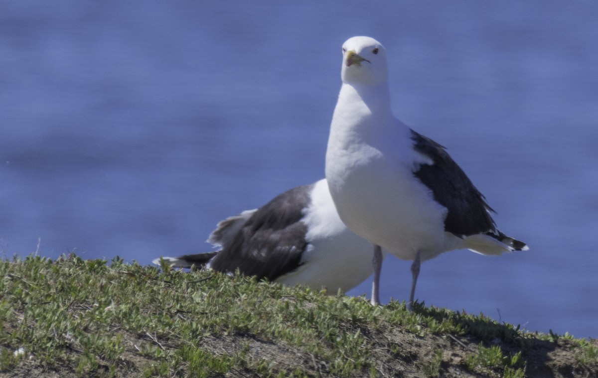 Great Black-backed Gull - ML165925321