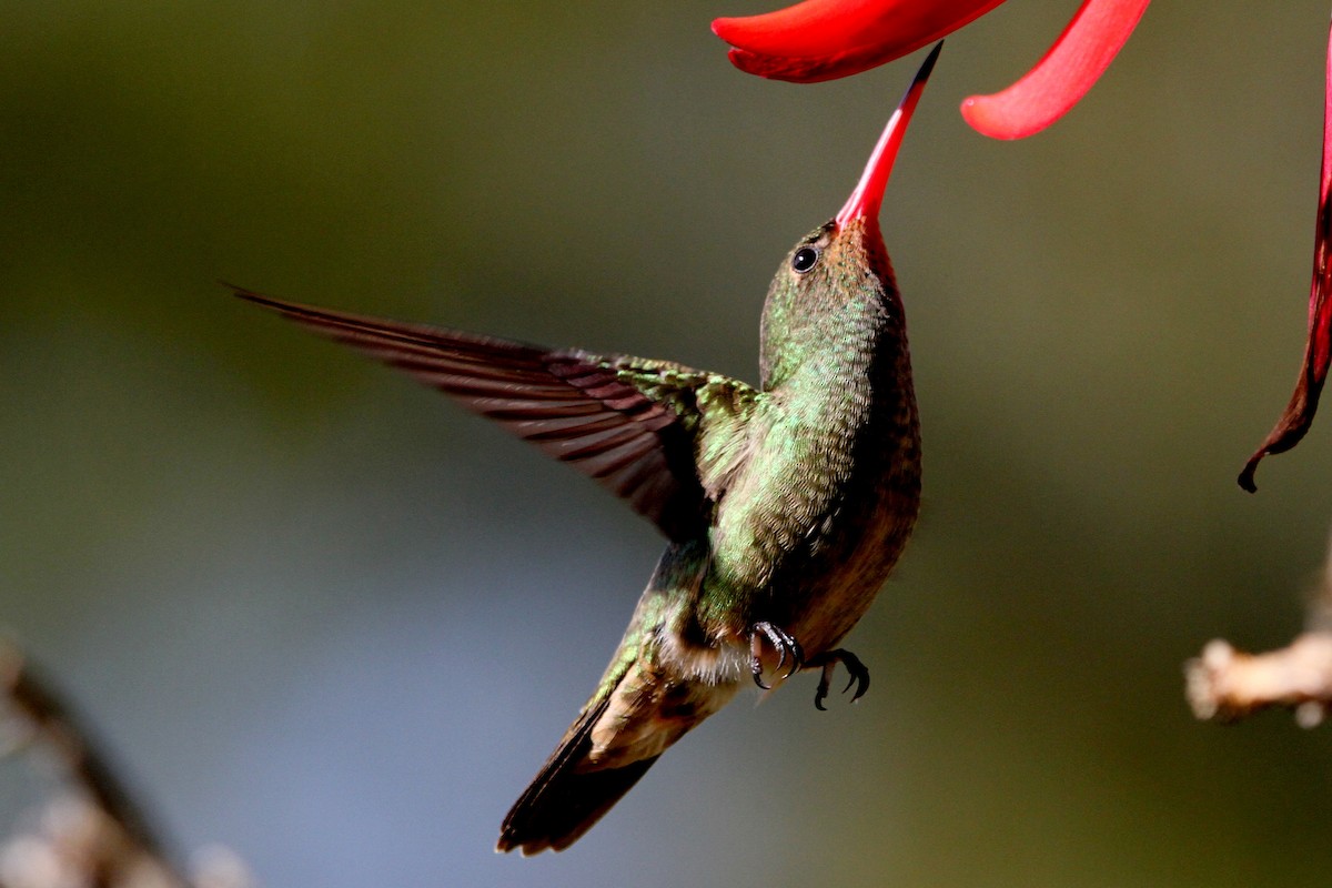 Gilded Hummingbird - Pedro Ayres