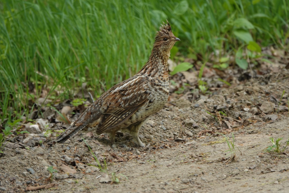 Ruffed Grouse - ML165927371