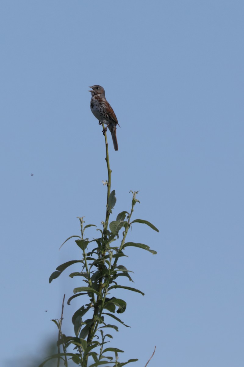 Fox Sparrow (Red) - ML165927621