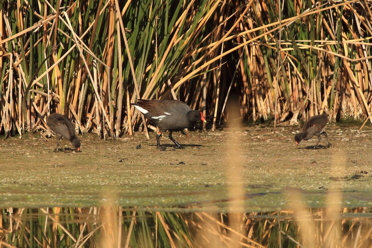 Gallinule d'Amérique - ML165927851