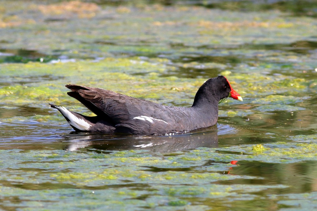 Gallinule d'Amérique - ML165928131