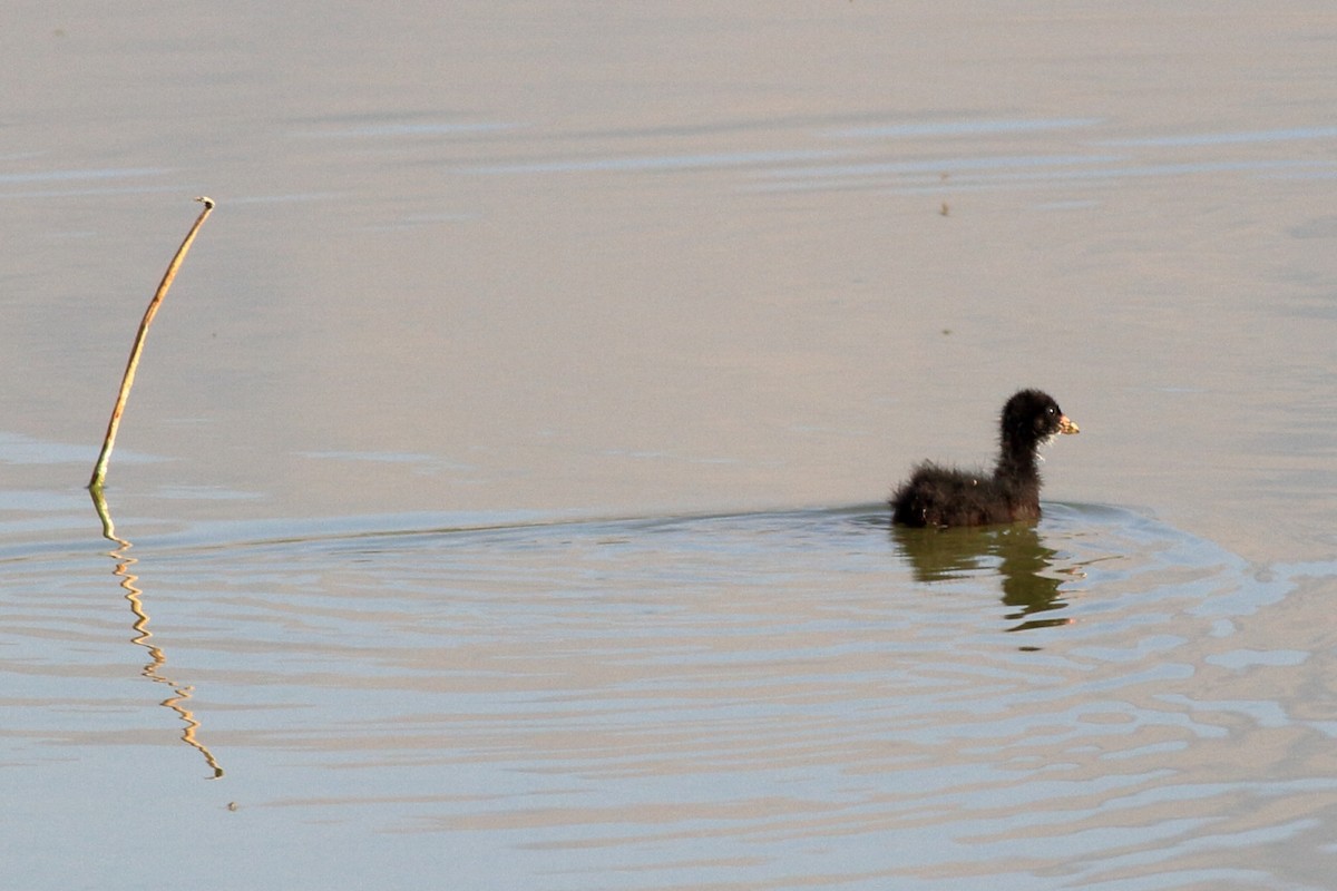 Gallinule d'Amérique - ML165928591