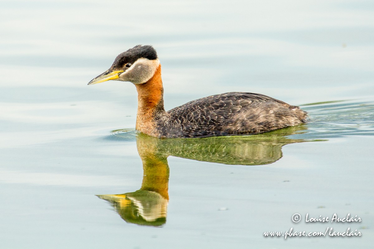 Red-necked Grebe - Louise Auclair