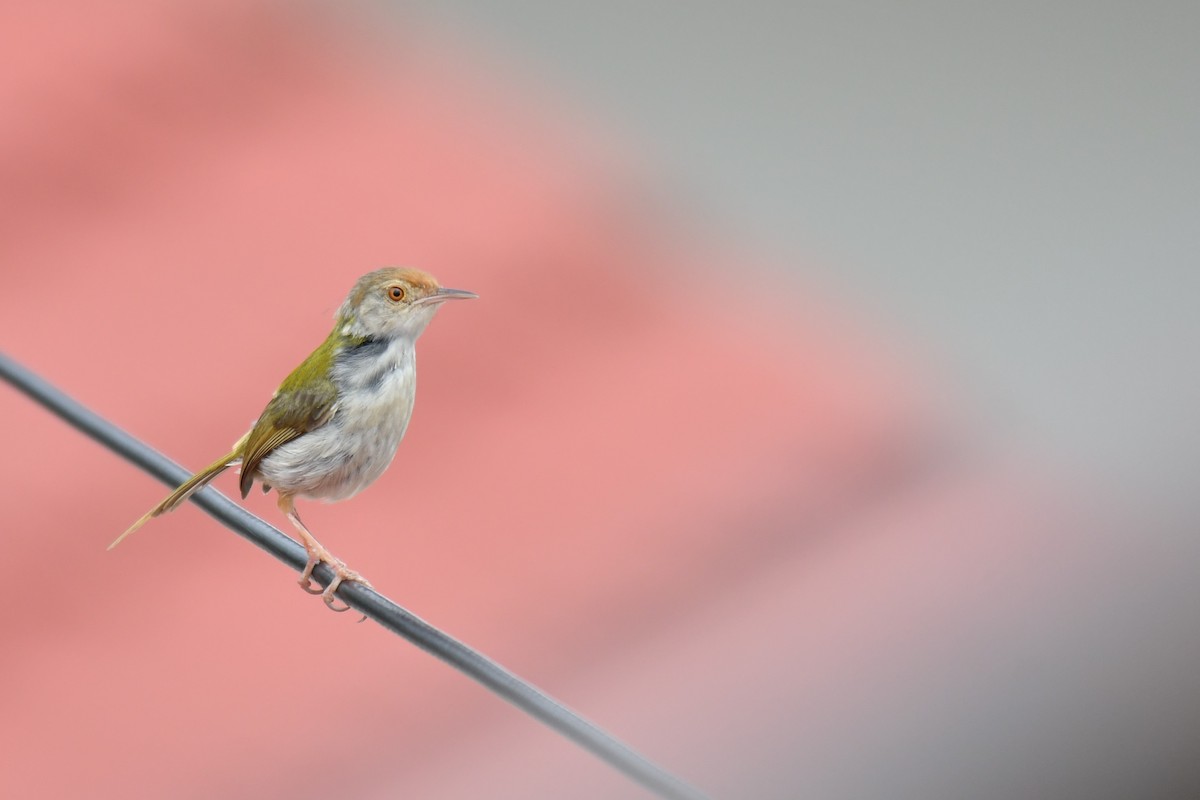 Common Tailorbird - Ian Hearn