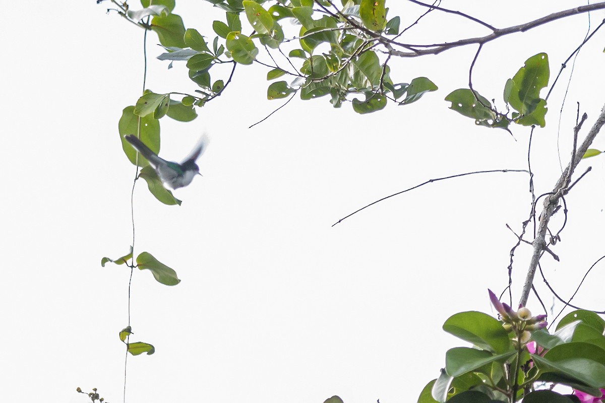 Черноухая колибри-фея - ML165928761
