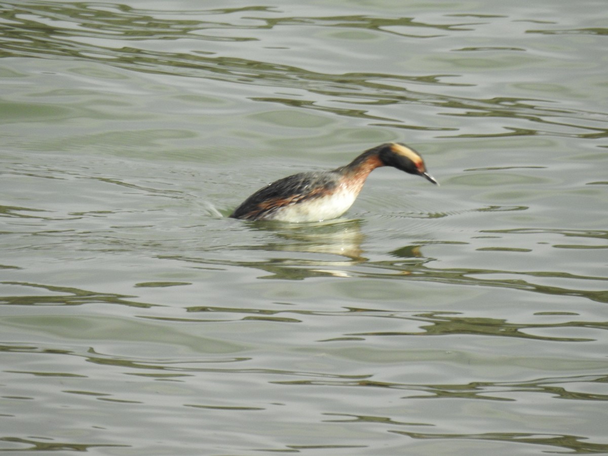 Horned Grebe - ML165929491