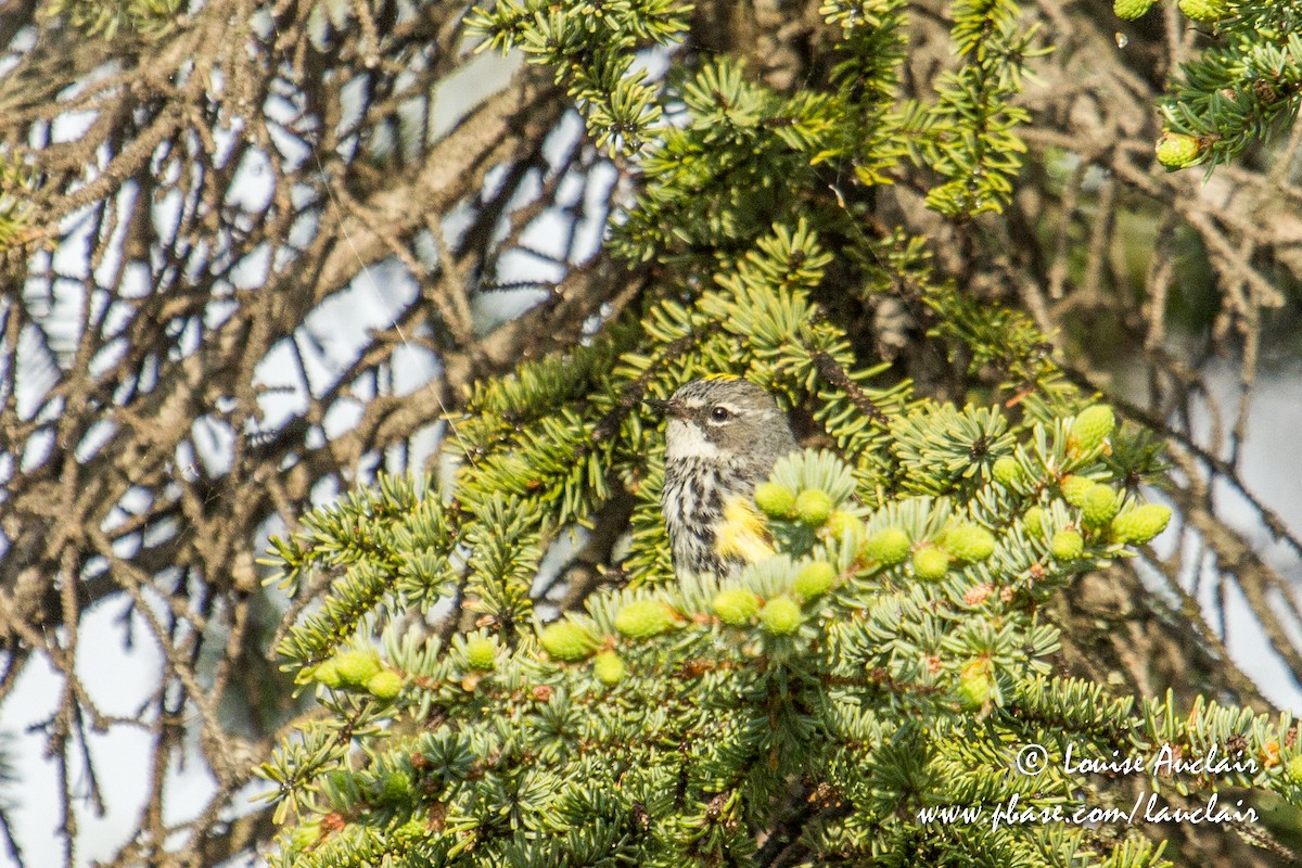 Yellow-rumped Warbler - ML165930191