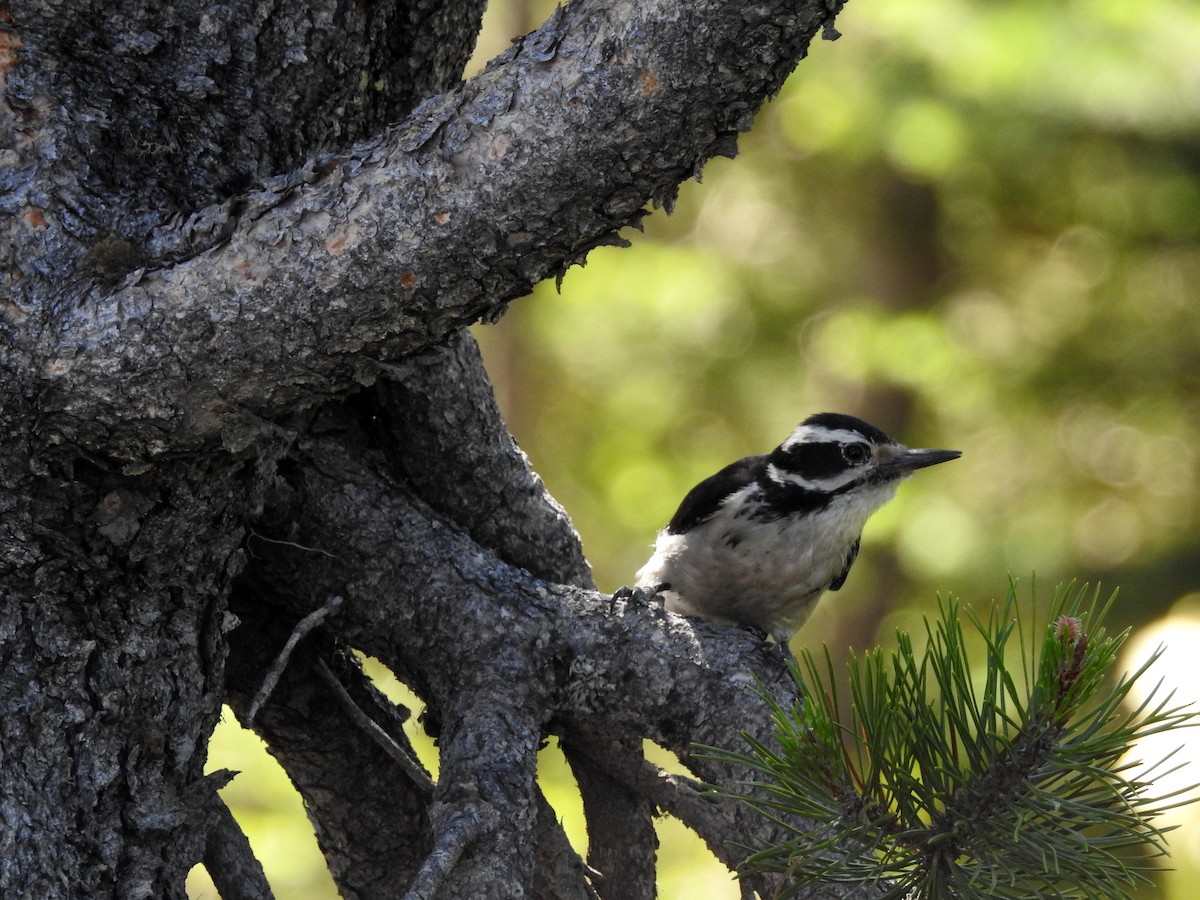 Hairy Woodpecker - ML165930341