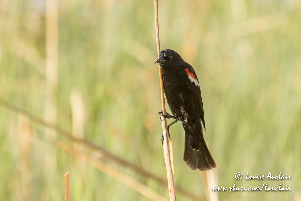Red-winged Blackbird - Louise Auclair