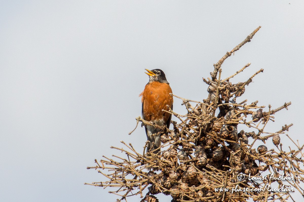 American Robin - ML165930941