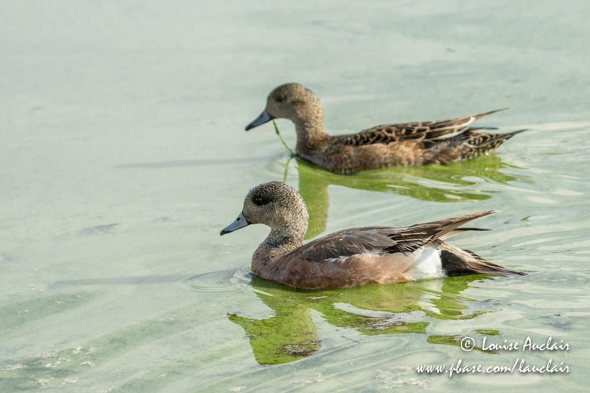 American Wigeon - Louise Auclair