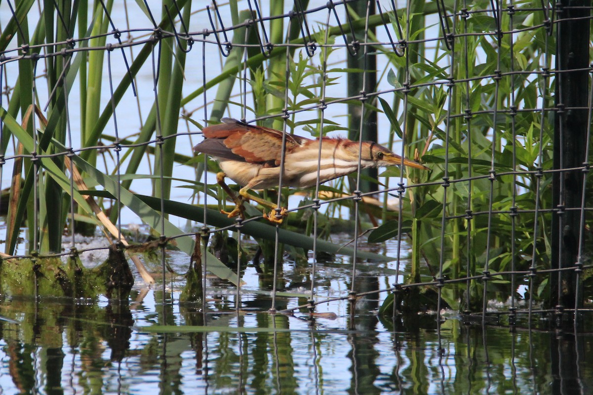 Least Bittern - Patrick Sysiong