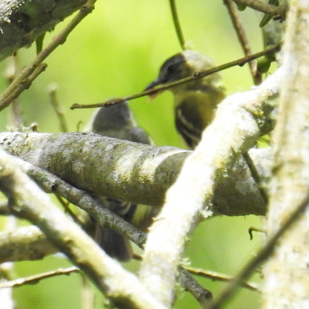 Mosquerito de Venezuela - ML165932391