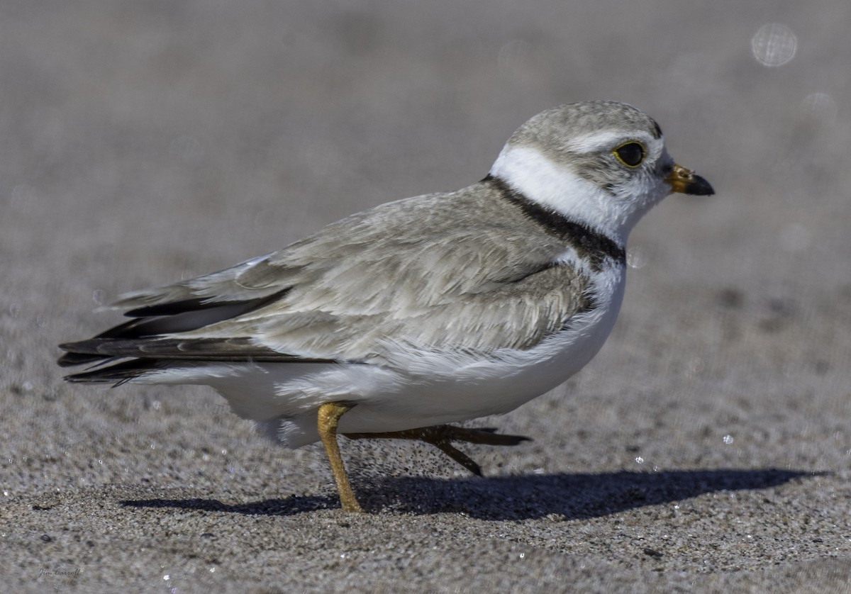 Piping Plover - Jim Carroll