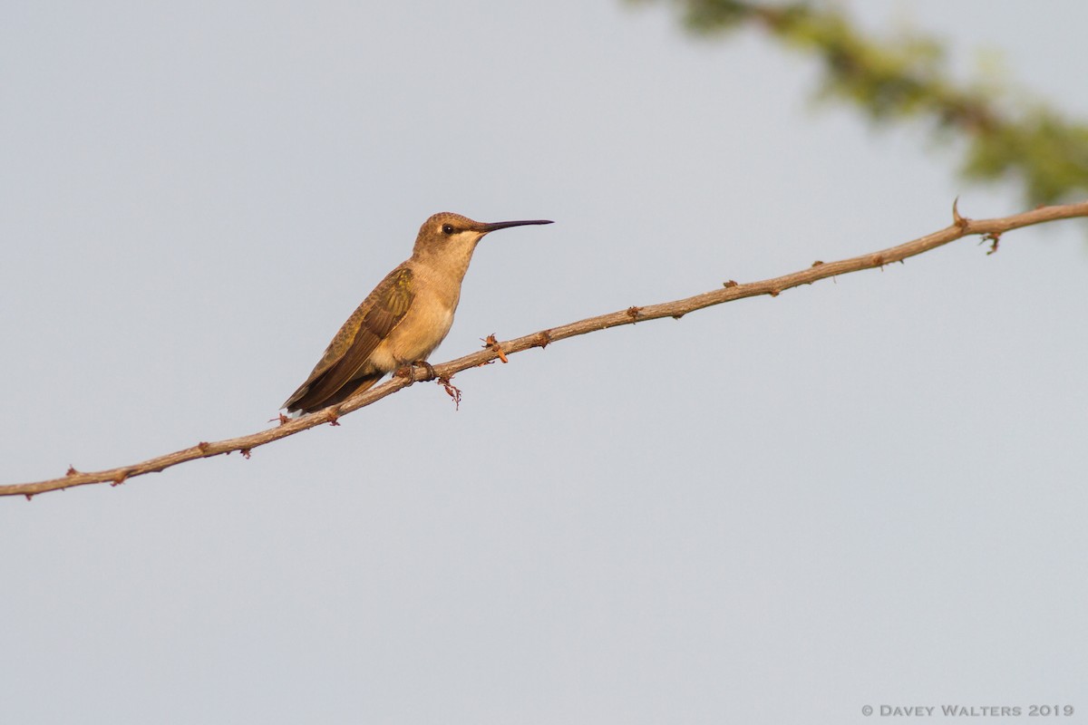 Black-chinned Hummingbird - Davey Walters