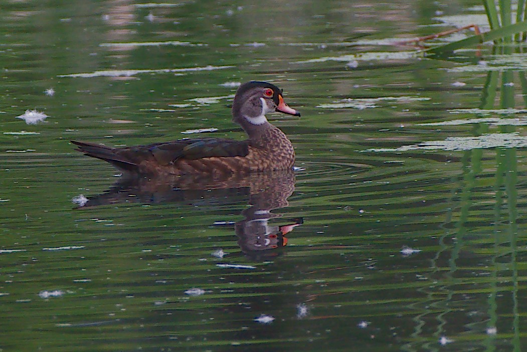 Wood Duck - Rick Beaudon