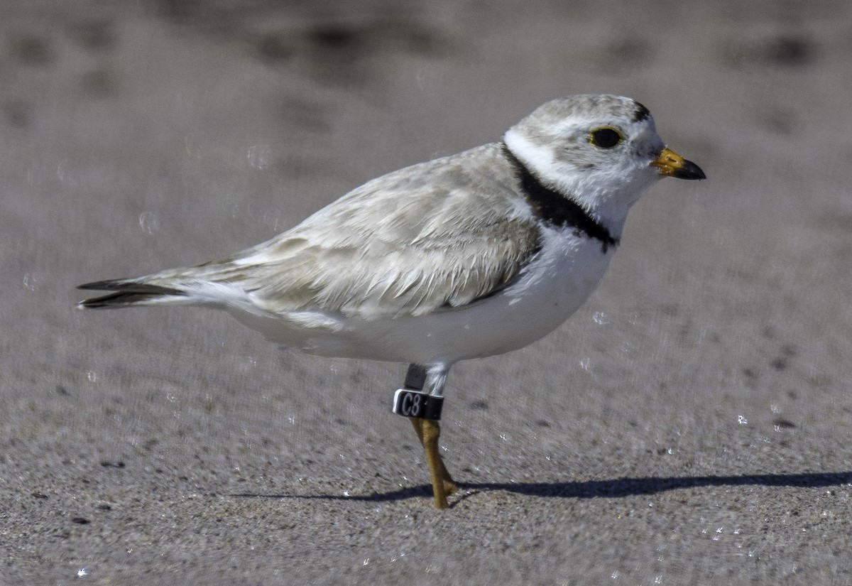 Piping Plover - Jim Carroll