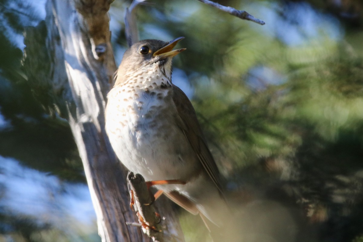 Bicknell's Thrush - ML165936161