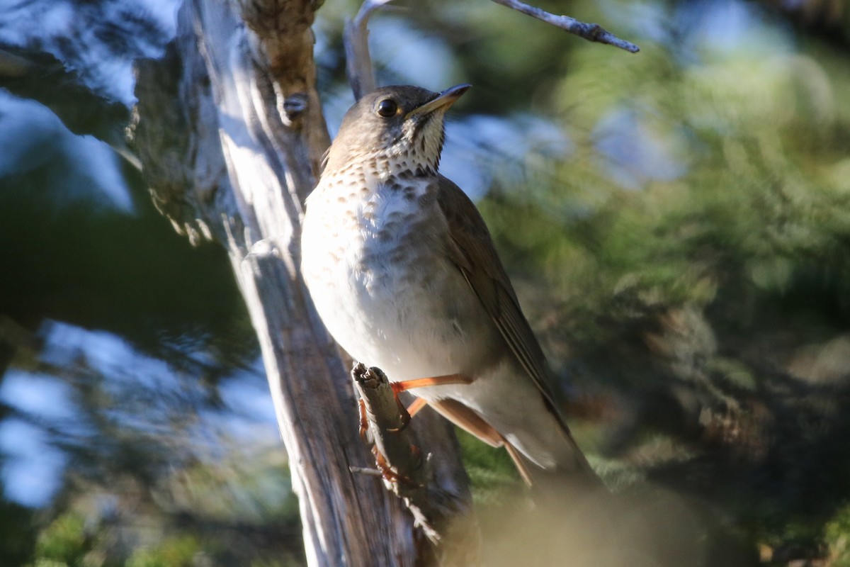 Bicknell's Thrush - ML165936191