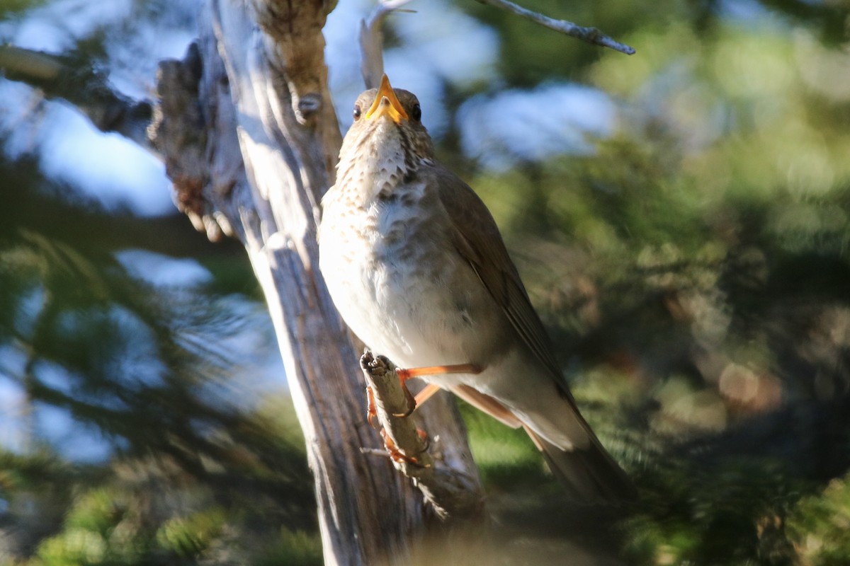 Bicknell's Thrush - ML165936211