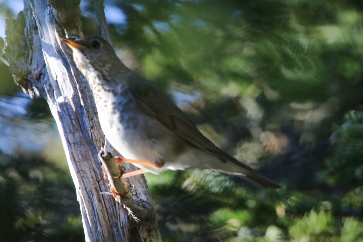 Bicknell's Thrush - ML165936221