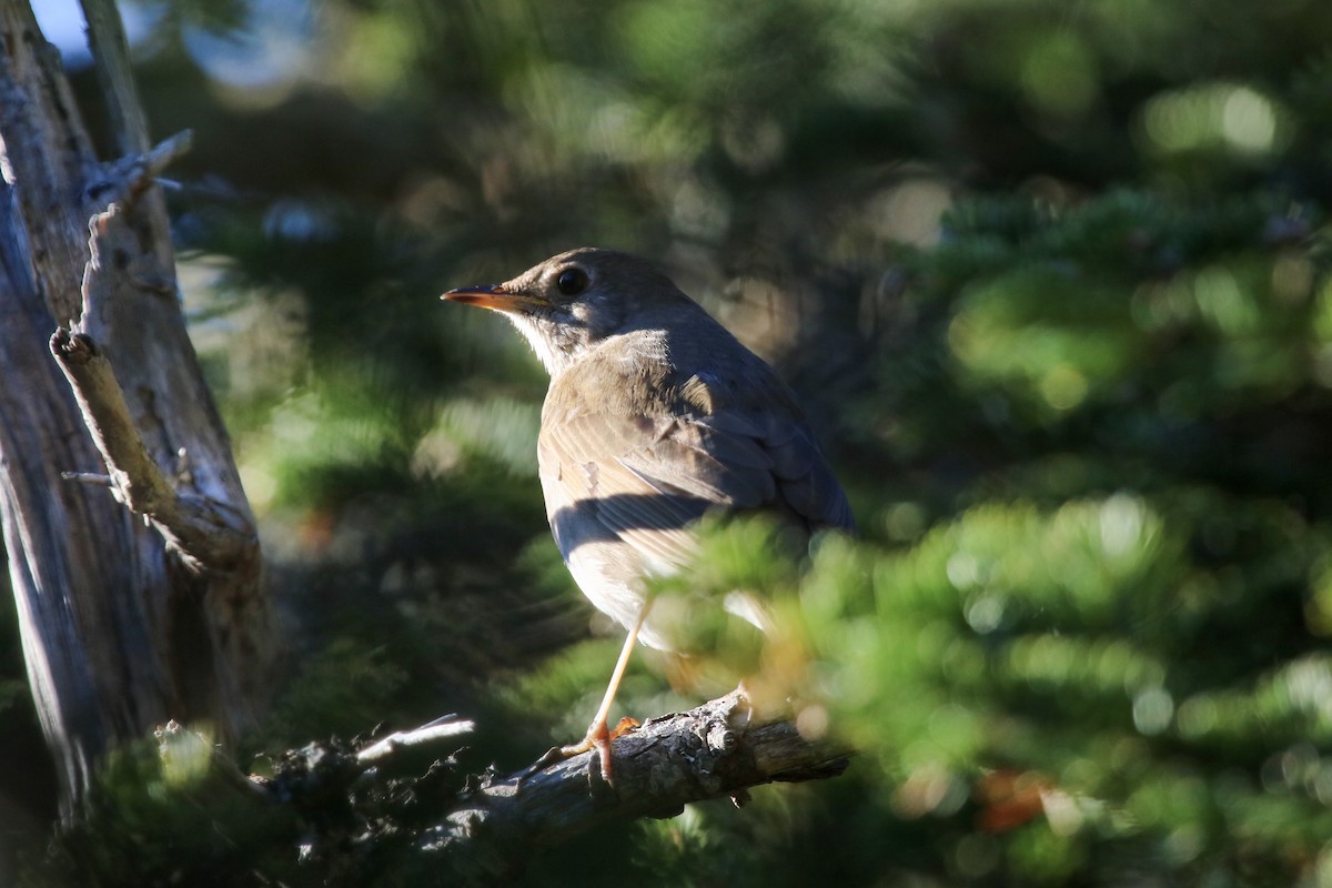 Bicknell's Thrush - ML165936241