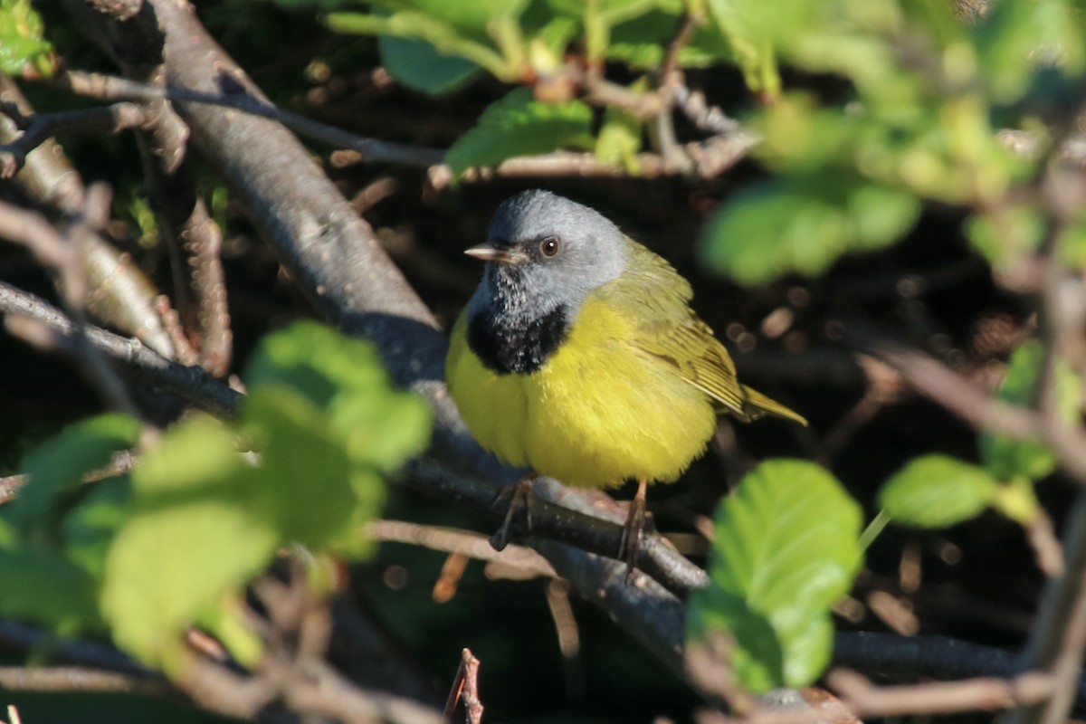 Mourning Warbler - ML165936271