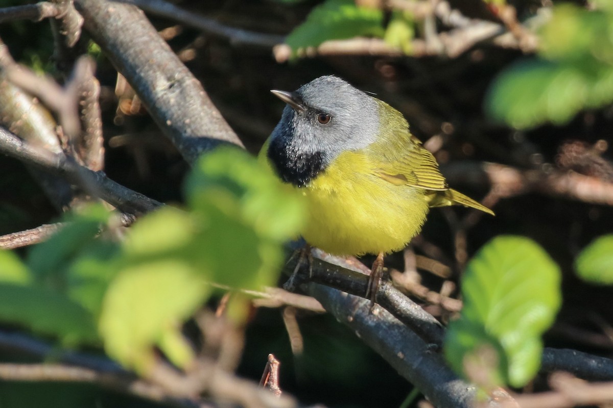 Mourning Warbler - ML165936281