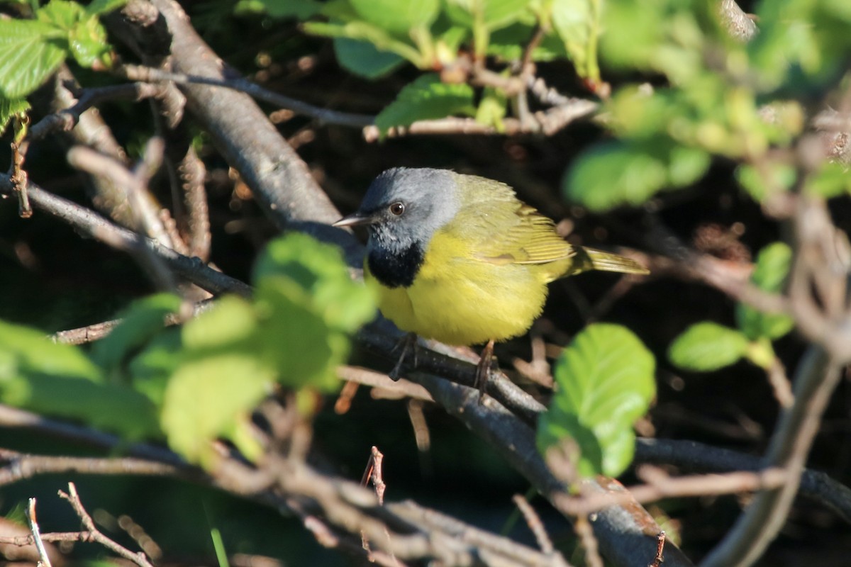 Mourning Warbler - ML165936291