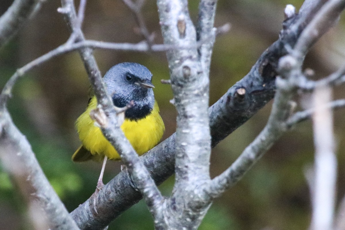 Mourning Warbler - Graham Williams