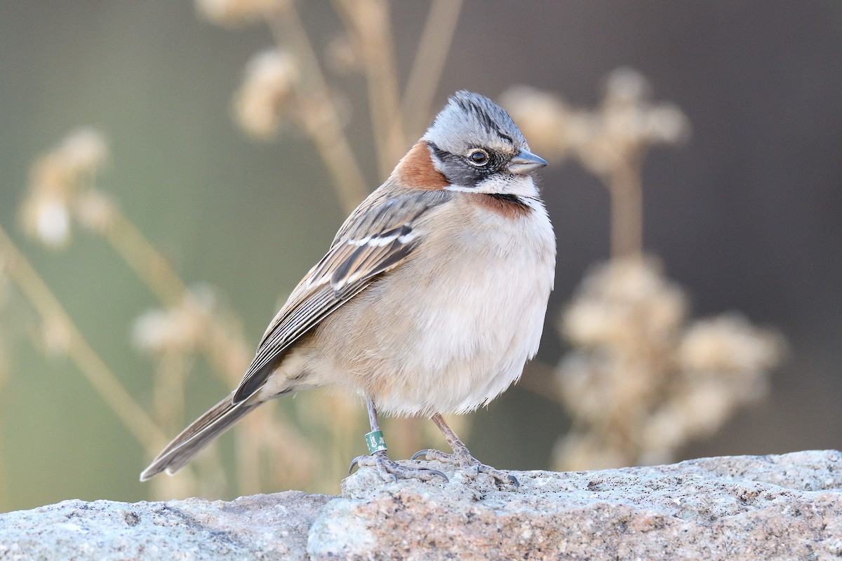 Rufous-collared Sparrow - terence zahner