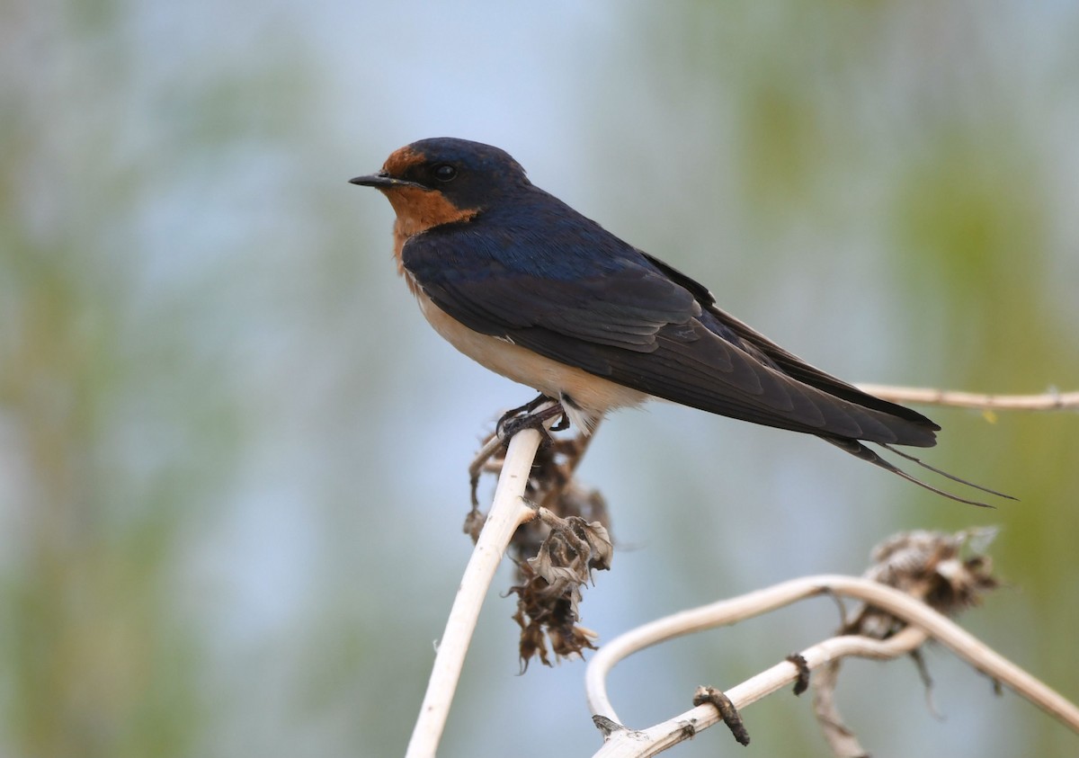 Barn Swallow - ML165941491