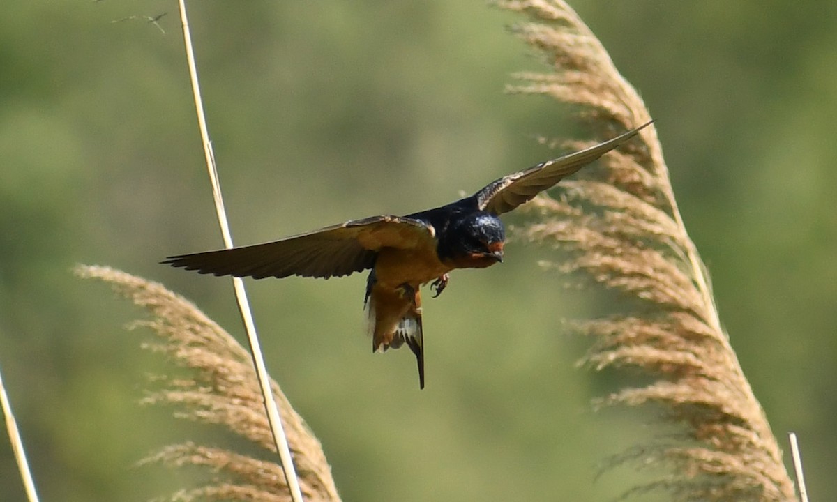 Golondrina Común - ML165942341