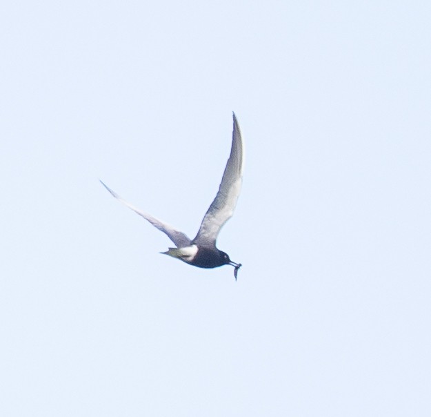 Black Tern - ML165942431