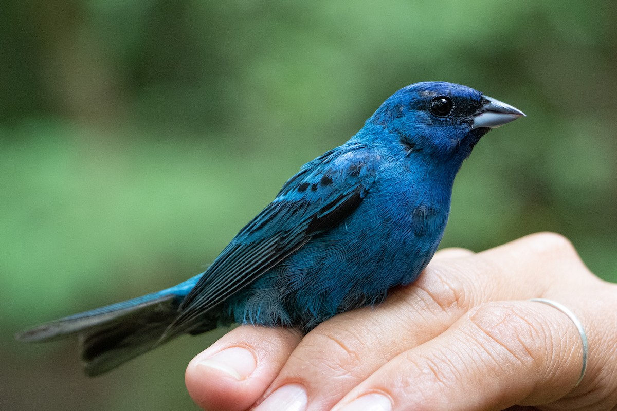 Indigo Bunting - Tom Blevins