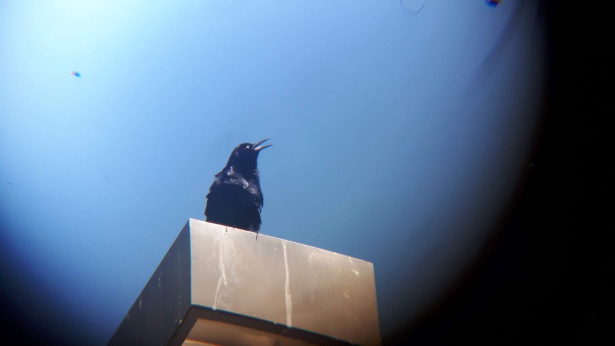 Great-tailed Grackle - ML165942781