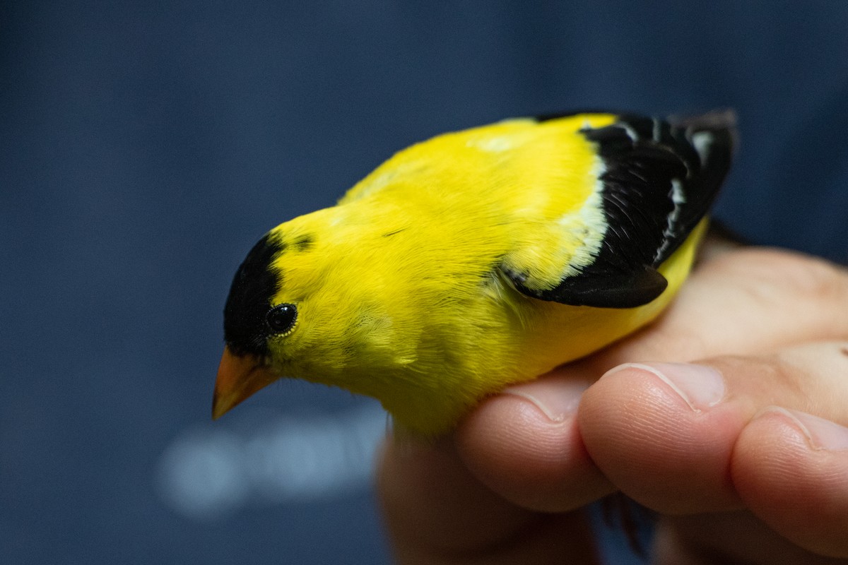 American Goldfinch - ML165942861