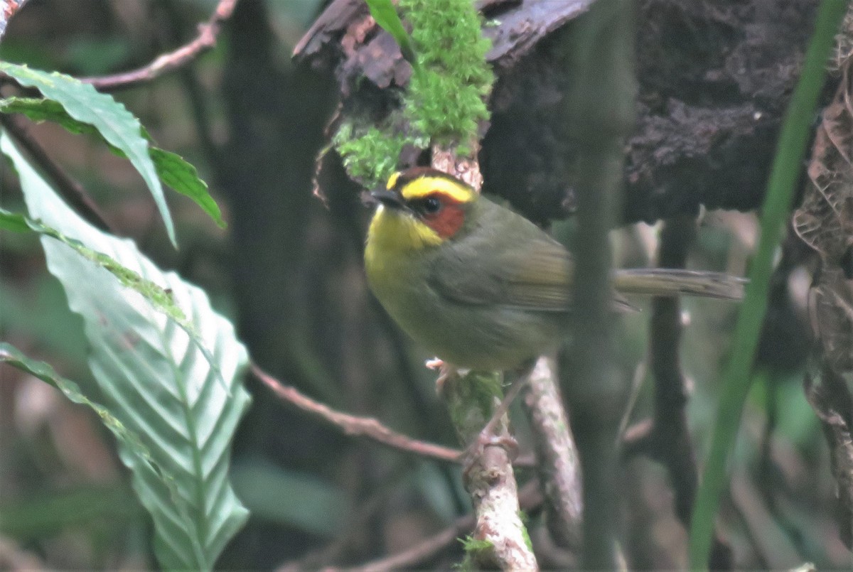 Golden-browed Warbler - ML165942961